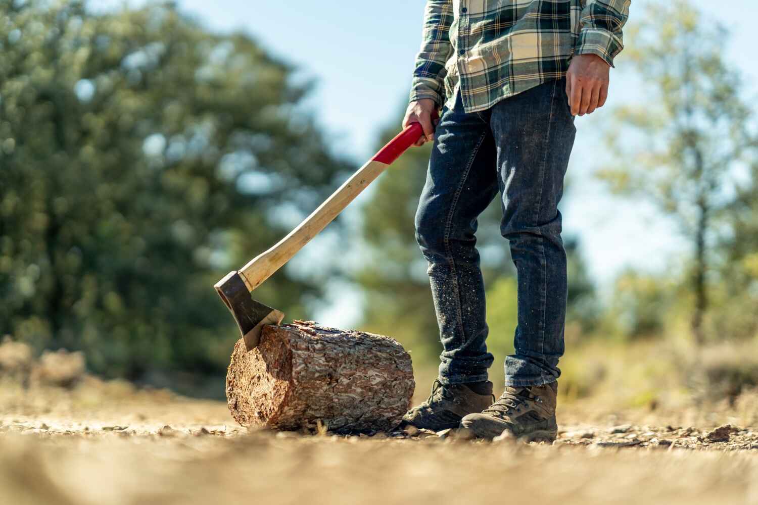 Best Large Tree Removal  in USA